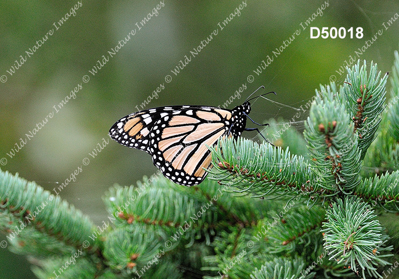 Monarch (Danaus plexippus)